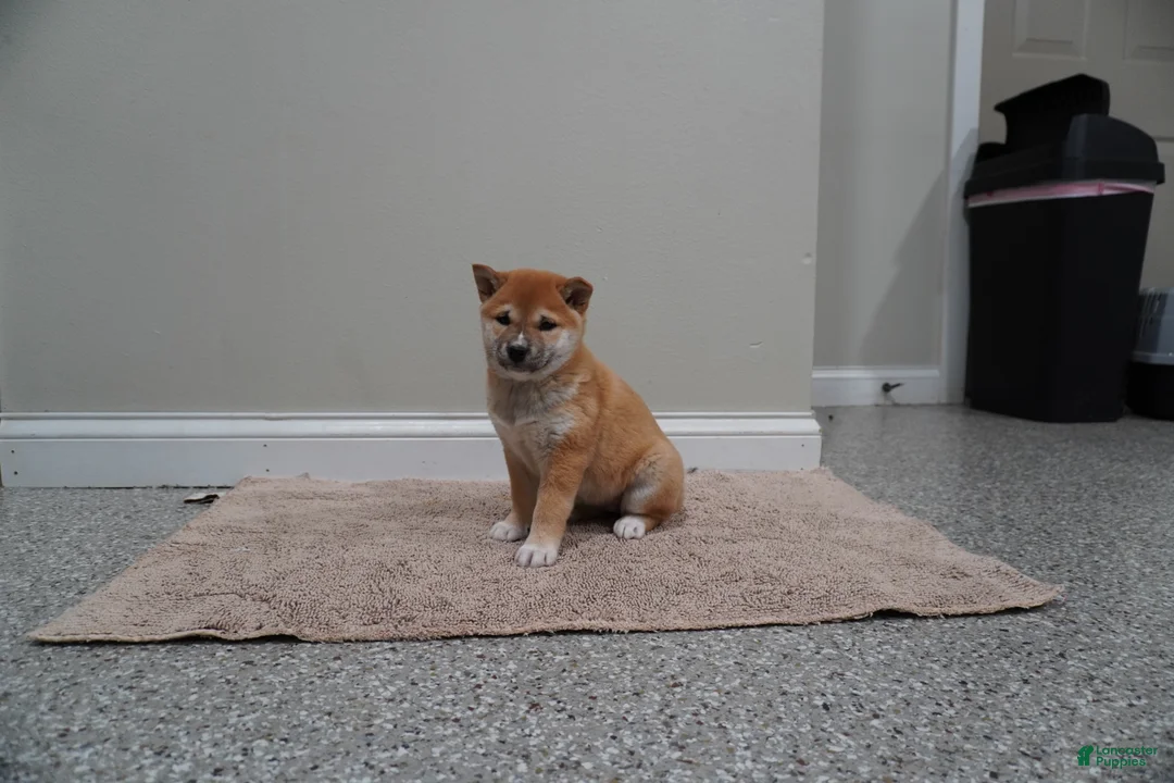 Shiba Inu dogs for sale: Shiba Inu Puppy 4 - Ad 5