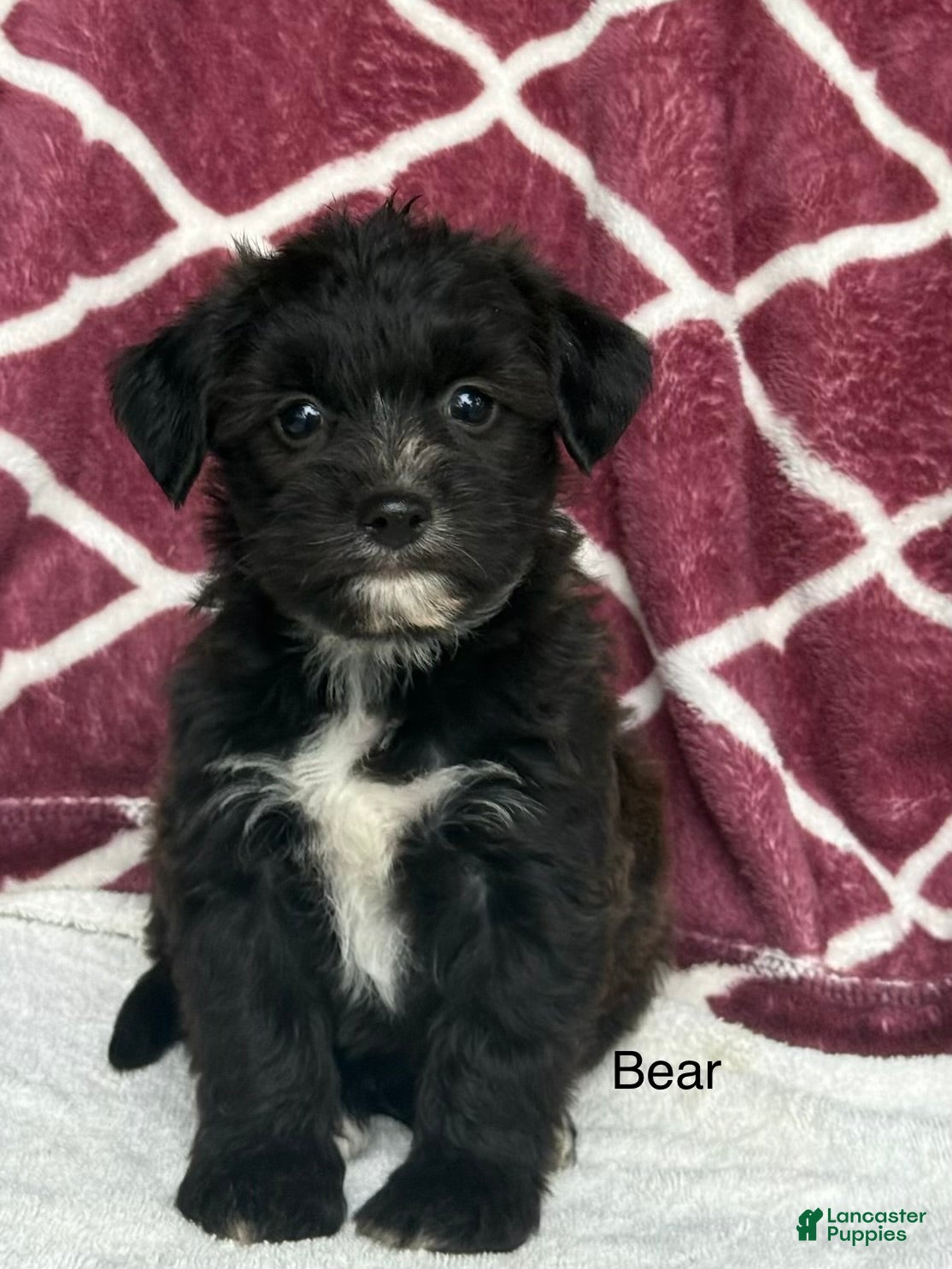 Yochon dogs Bear - Ad 1