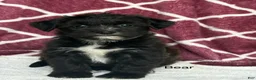 Yochon dogs for sale: Bear - Ad 1