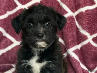 Yochon dogs for sale: Bear - Ad 3