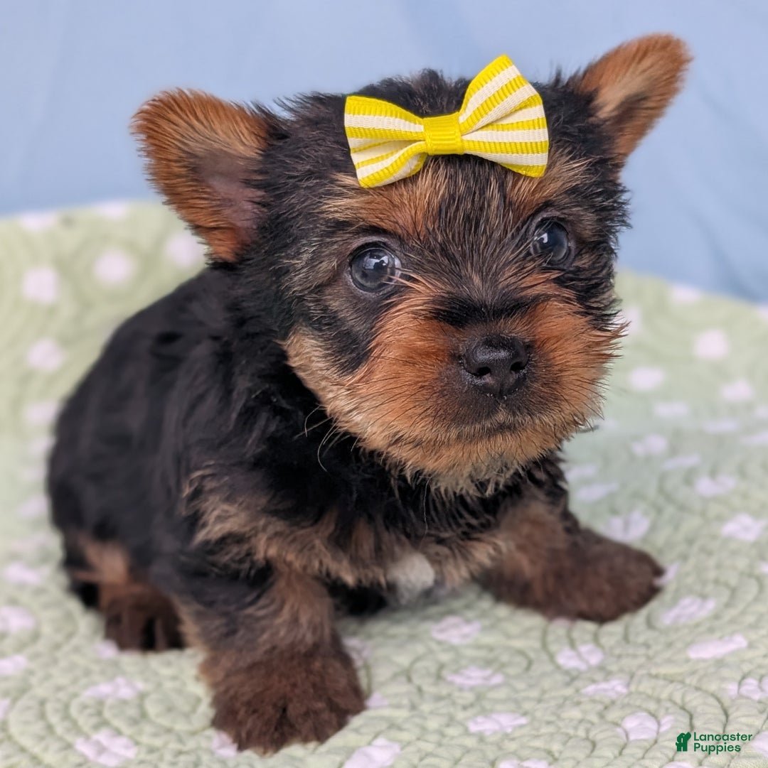 Yorkshire Terrier dogs for sale: Spritz - Ad 4