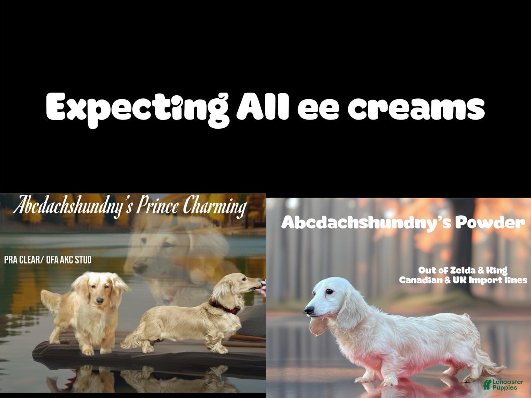 Miniature Dachshund dogs for sale: ee cream - Ad 4