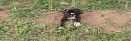 Boxer dogs for sale: Brownie - Ad 12