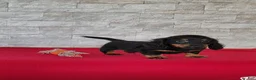 Miniature Dachshund dogs for sale: Titus - Ad 4
