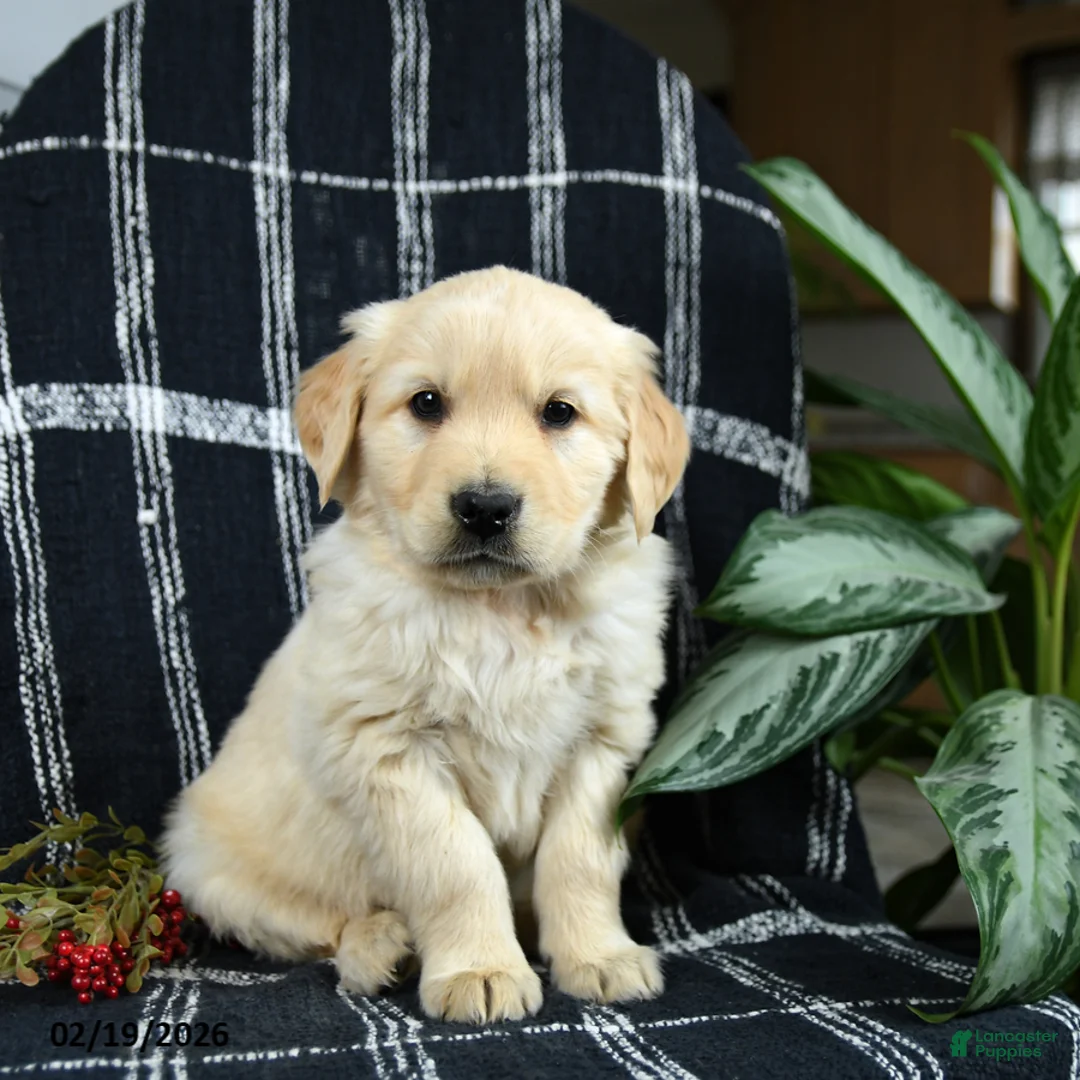 Golden Retriever dogs for sale: Pringles - Ad 1