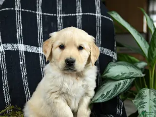 Golden Retriever dogs for sale: Pringles - Ad 1