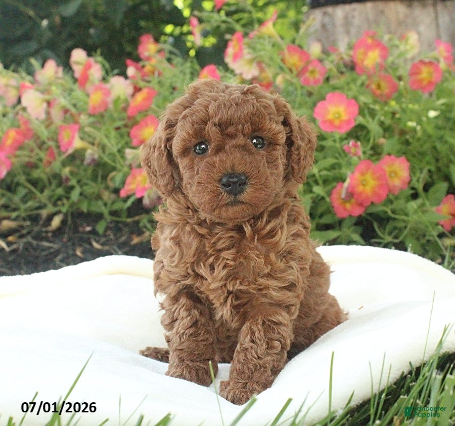 Miniature Poodle dogs Riley - Ad 1