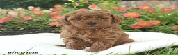 Miniature Poodle dogs for sale: Riley - Ad 1