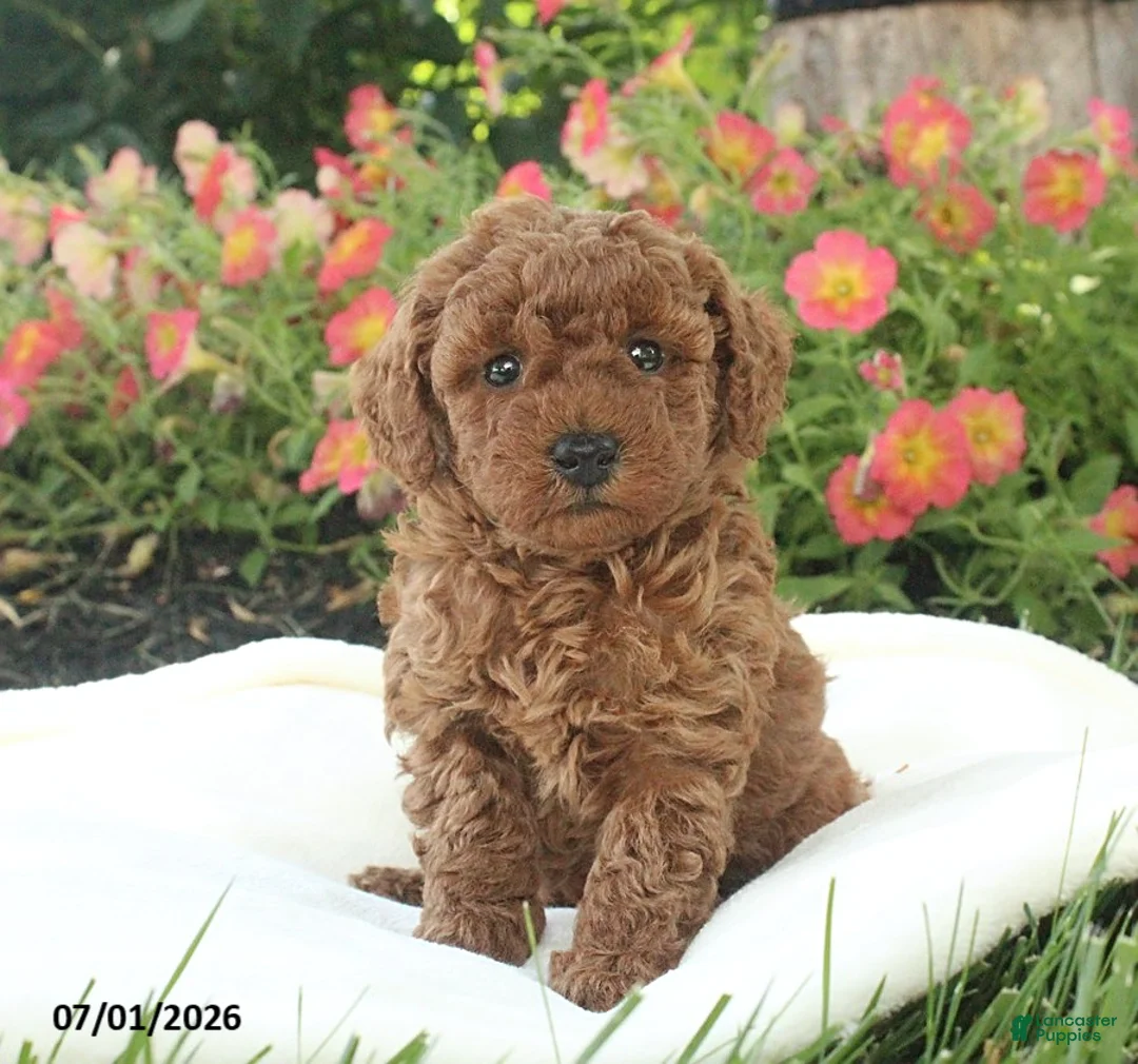 Miniature Poodle dogs for sale: Riley - Ad 1