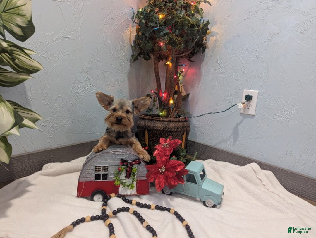 Yorkshire Terrier dogs for sale: Max - Ad 9
