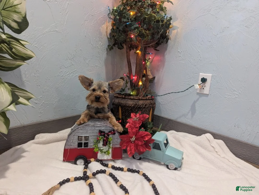 Yorkshire Terrier dogs for sale: Max - Ad 9