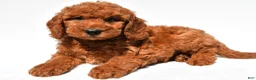 Mini Goldendoodle dogs for sale: Crystal - Ad 7