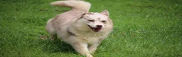 Pomsky dogs for sale: Lynn - Ad 3