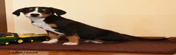 Greater Swiss Mountain Dog dogs for sale: Poppy - Ad 2