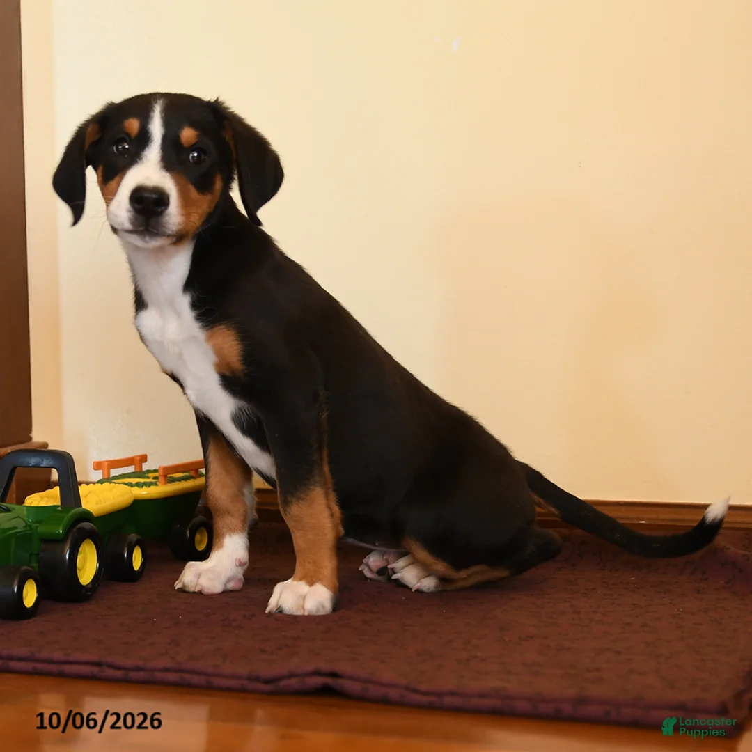 Greater Swiss Mountain Dog dogs for sale: Poppy - Ad 2