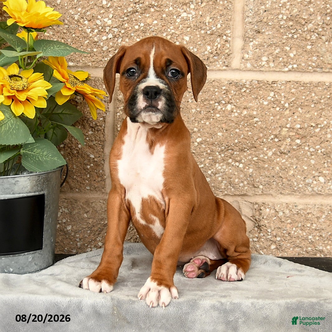 Boxer dogs Brianna - Ad 2