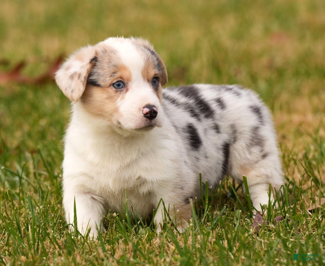 Welsh Corgi Pembroke dogs for sale: Chloe - Ad 7