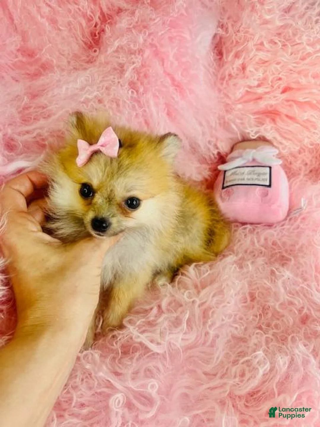 Pomeranian dogs for sale: Pomeranian 1 - Ad 2