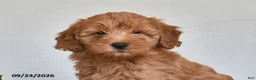 Mini Goldendoodle dogs for sale: Violet - Ad 5