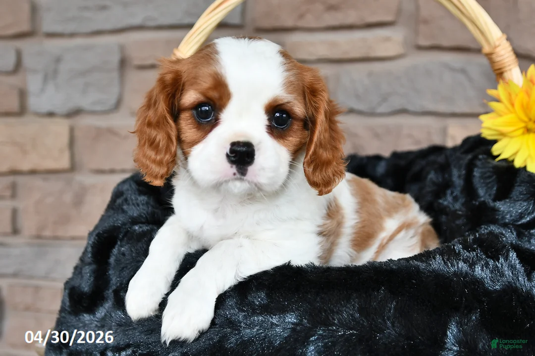 Cavalier King Charles Spaniel dogs for sale: Riley - Ad 2