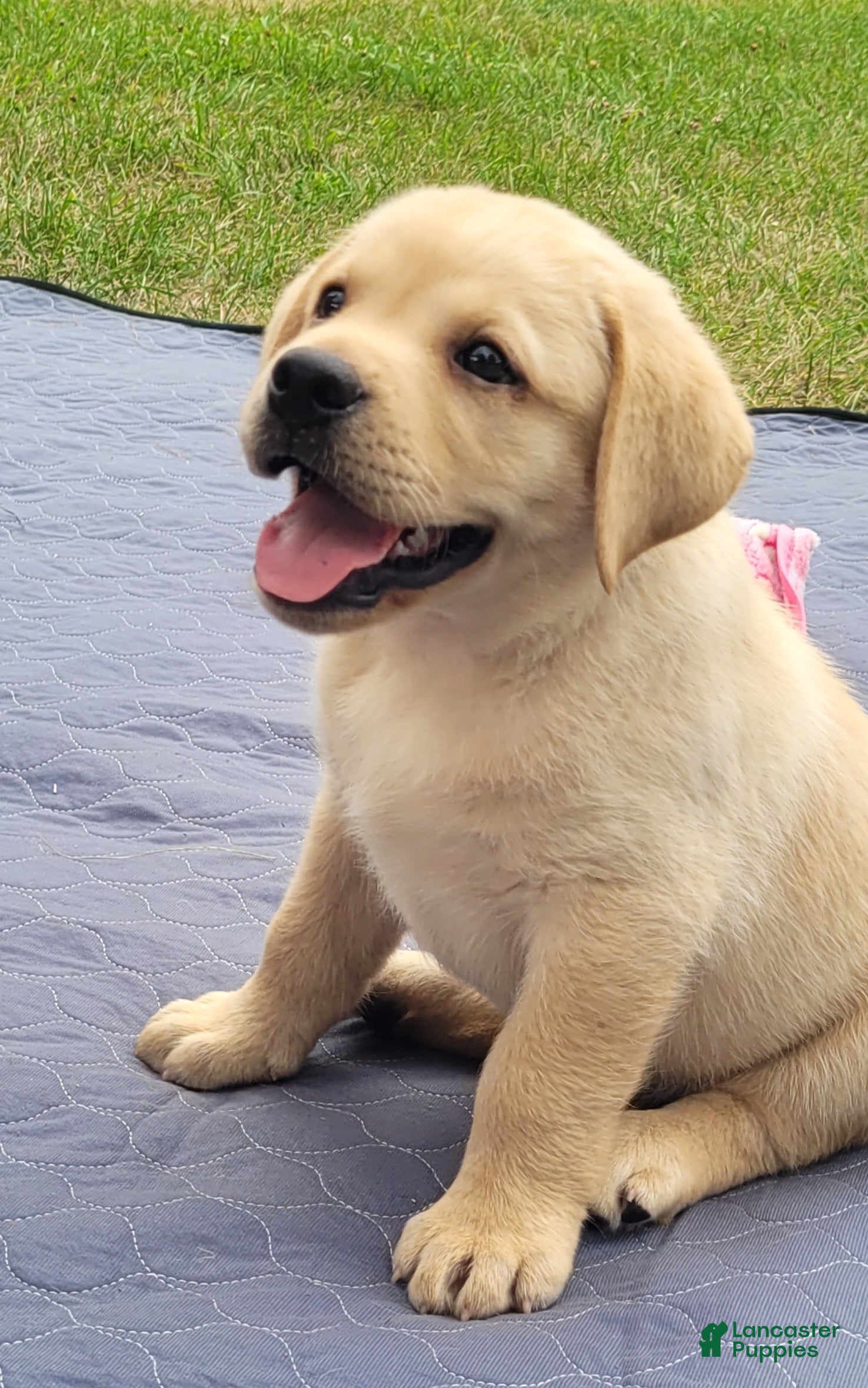 Labrador Retriever dogs Legend  - Ad 1