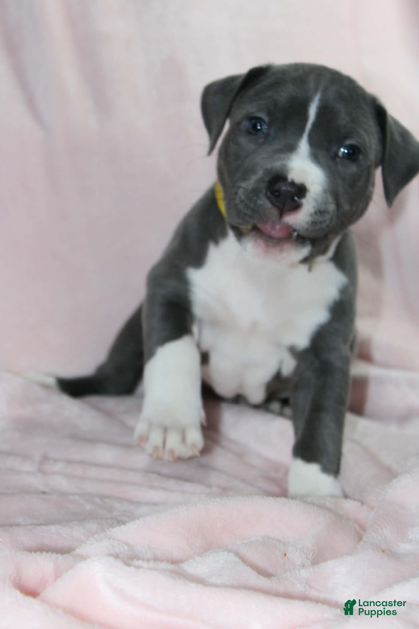 American Bully dogs for sale: Kitana - Ad 3