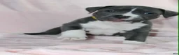 American Bully dogs for sale: Kitana - Ad 1