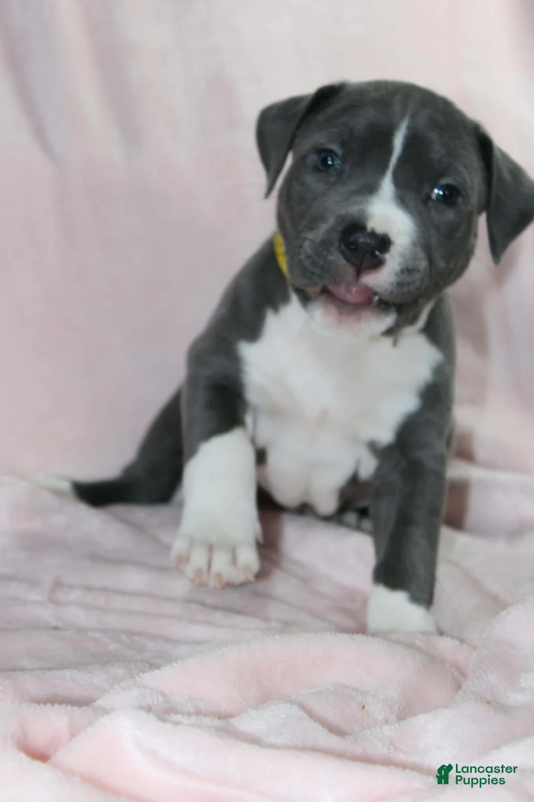American Bully dogs for sale: Kitana - Ad 1