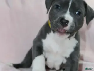 American Bully dogs for sale: Kitana - Ad 3