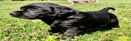 Labrador Retriever dogs for sale: Patriot  - Ad 2