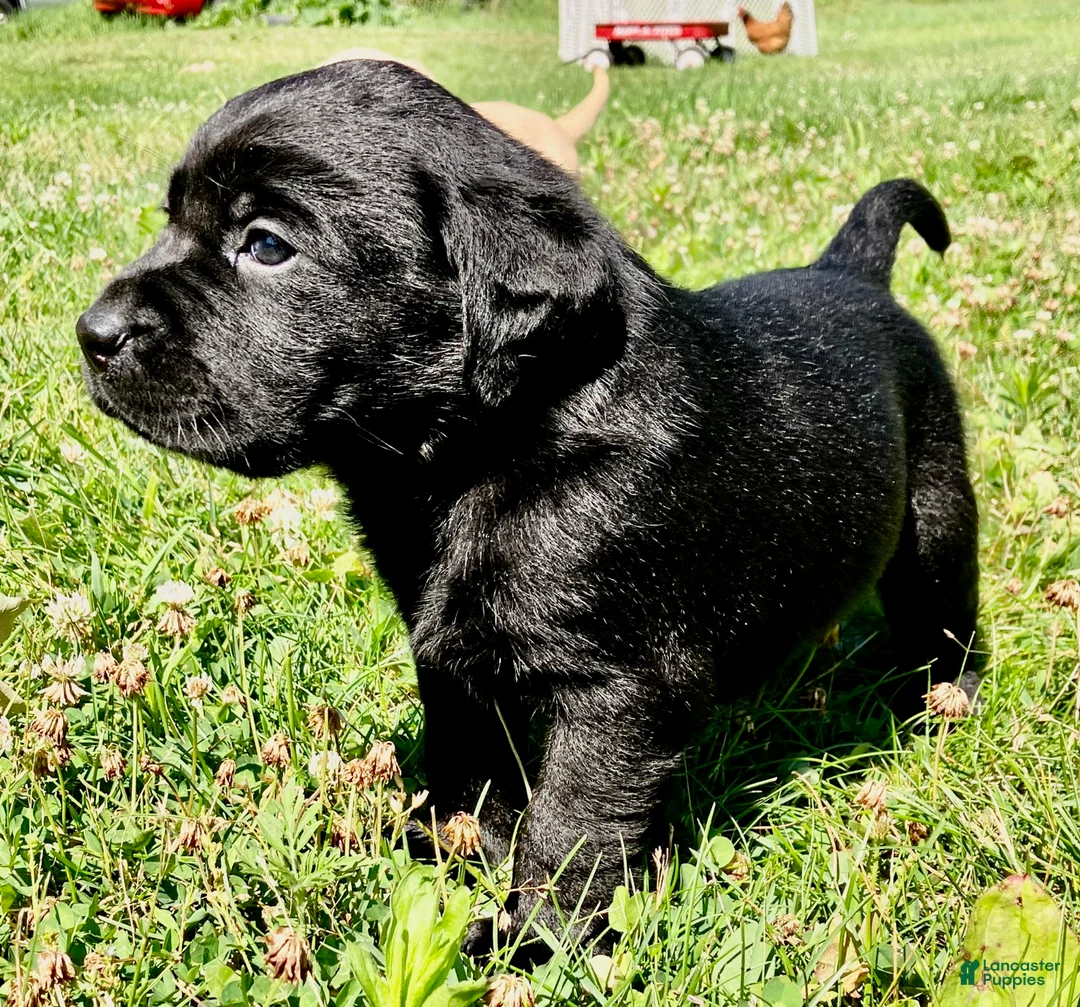 Labrador Retriever dogs for sale: Patriot  - Ad 2