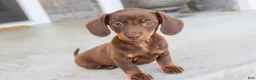 Dachshund dogs for sale: Espresso - Ad 7