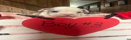 Olde English Bulldogge dogs for sale: Olde English Bulldogge 9 - Ad 4