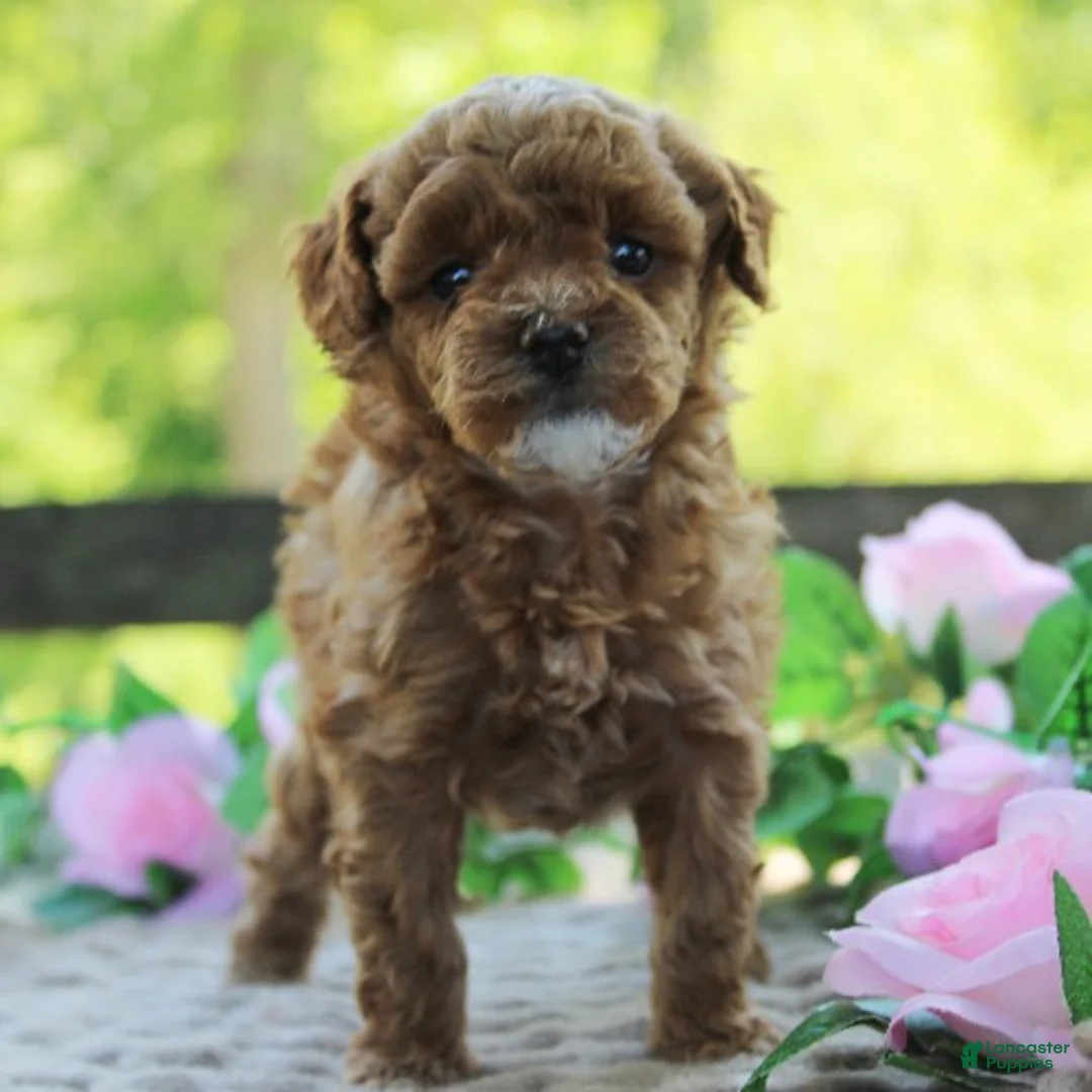 Toy Poodle dogs for sale: Trixie - Ad 2