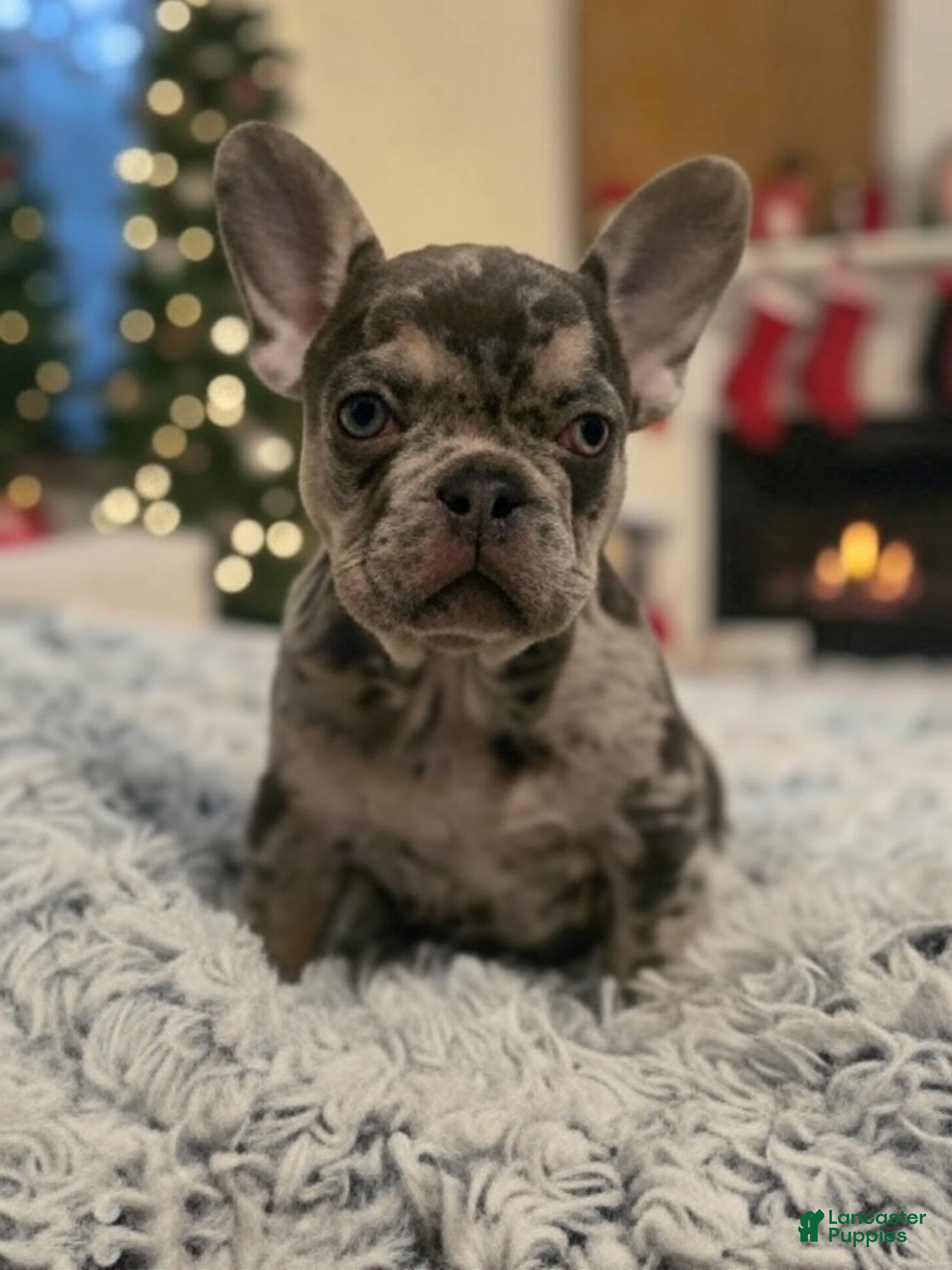 French Bulldog dogs for sale: Cookies & Cream (CeCe) - Ad 2