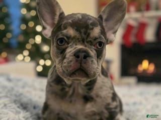 French Bulldog dogs Cookies & Cream (CeCe) - Ad 20