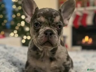 French Bulldog dogs Cookies & Cream (CeCe) - Ad 31