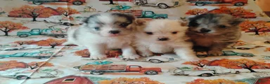Pomeranian 2
