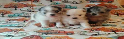 Pomeranian dogs for sale: Pomeranian 2 - Ad 1
