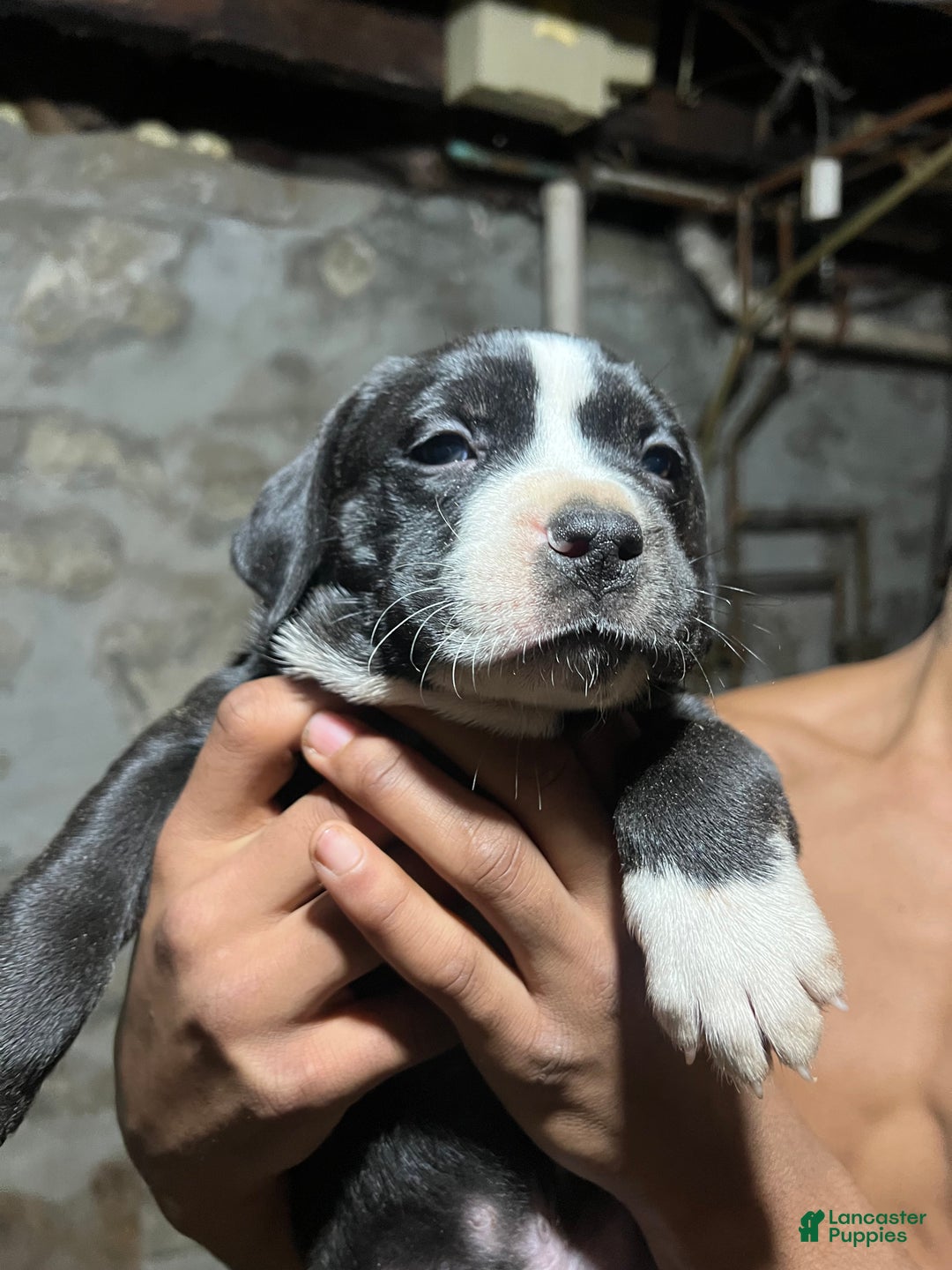 American Pit Bull Terrier dogs for sale: gustavo - Ad 2