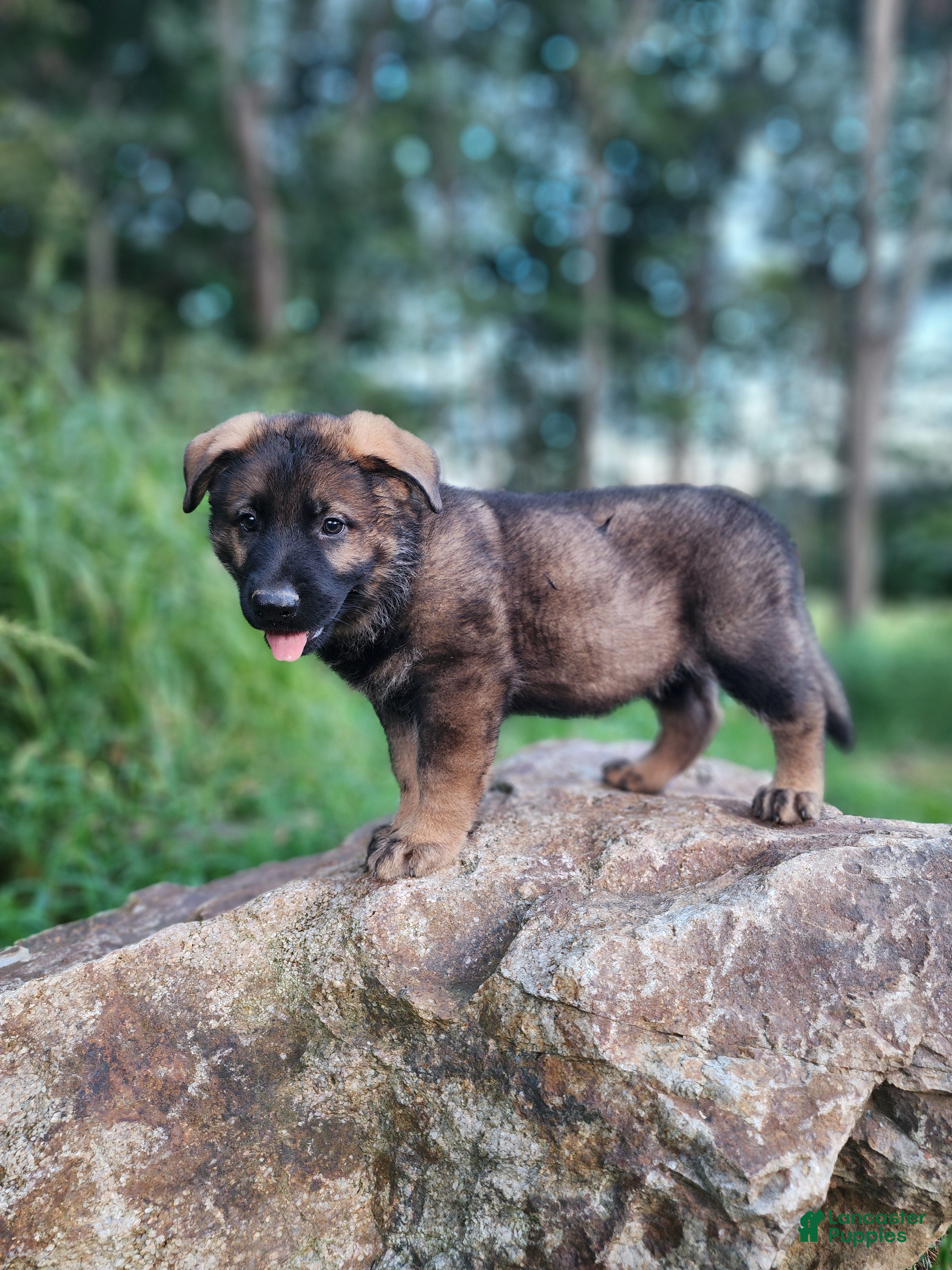 German Shepherd dogs  Tracker - Ad 2