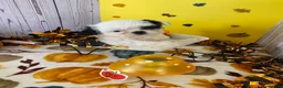Shih Tzu dogs for sale: Shih Tzu 4 - Ad 3