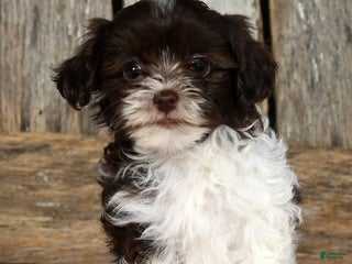 Havapoo dogs - Ad 40