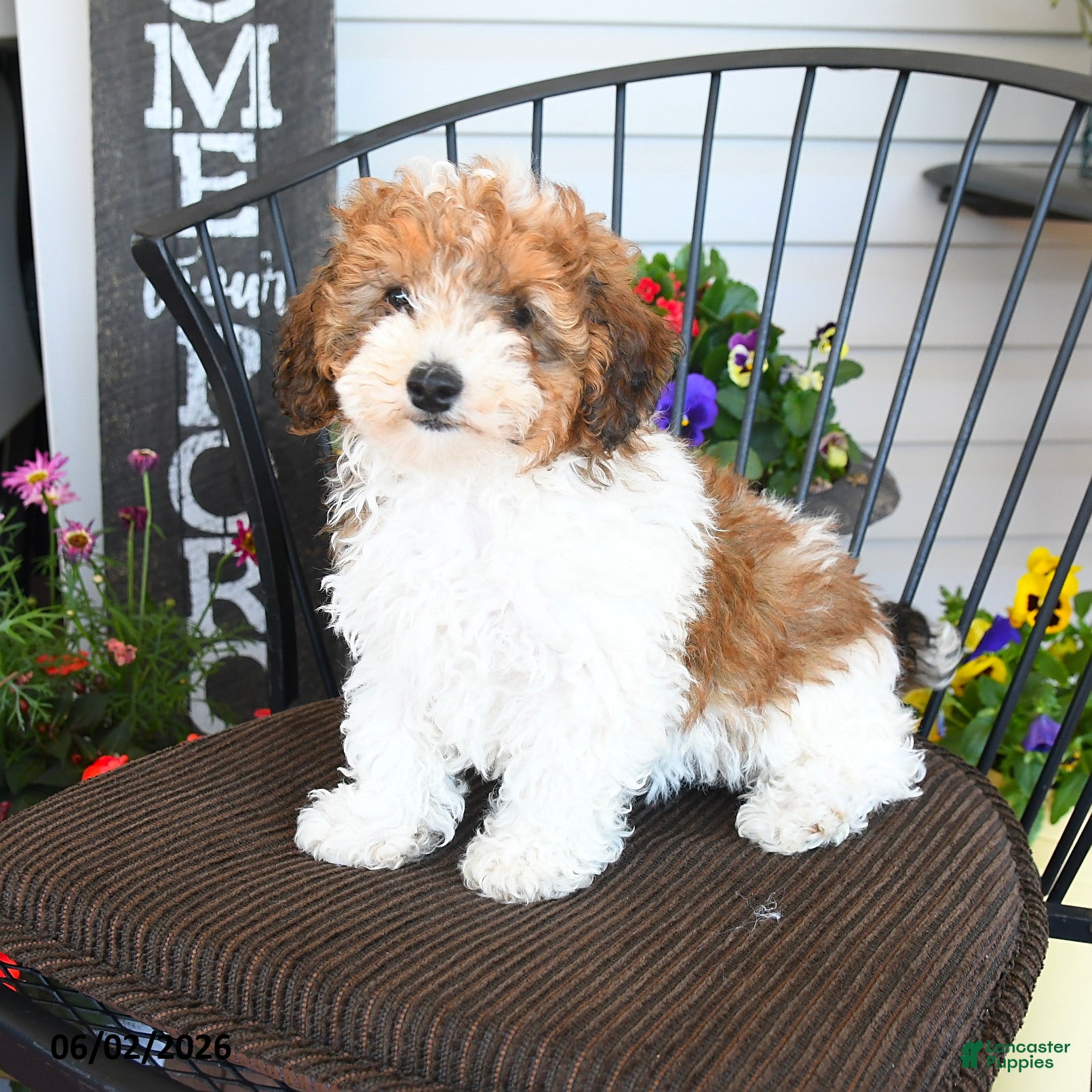 Toy Poodle dogs Jimmy - Ad 2
