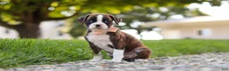 Boxer dogs for sale: Lillian - Ad 3