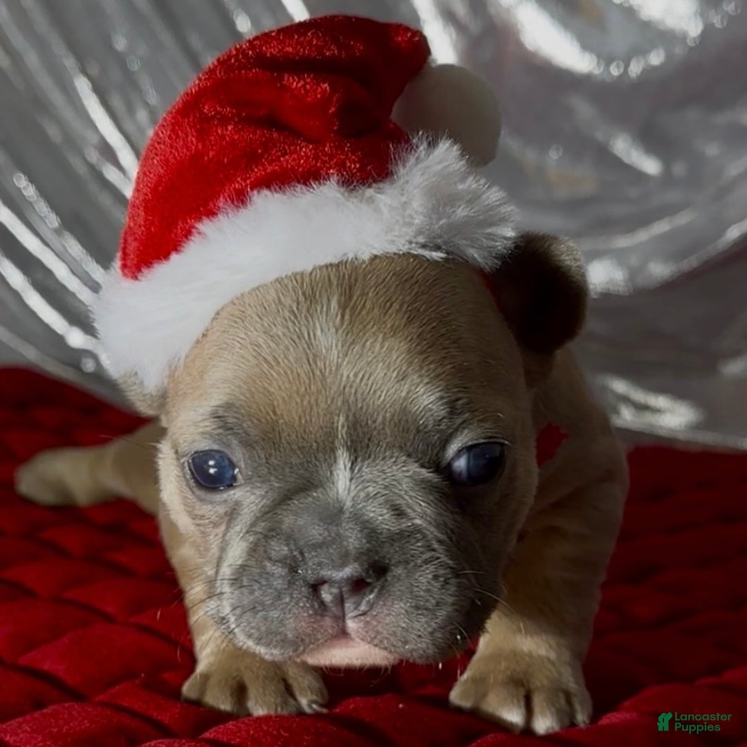 French Bulldog dogs for sale: Pernell - Ad 9