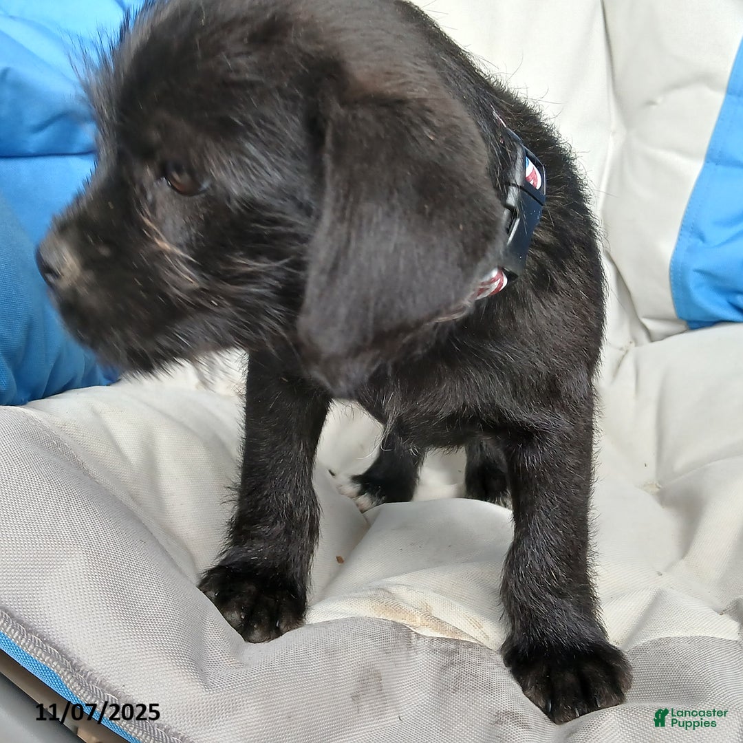 Puggle dogs for sale: Rocky - Ad 2