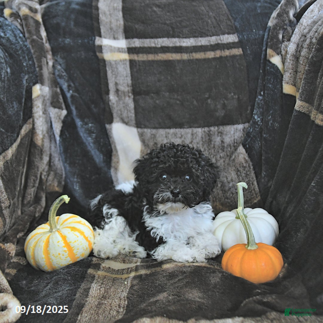 Toy Poodle dogs for sale: Kody - Ad 21