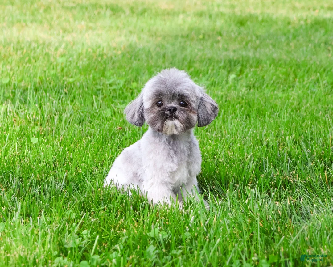 Shih Tzu dogs for sale: Hallie - Ad 6