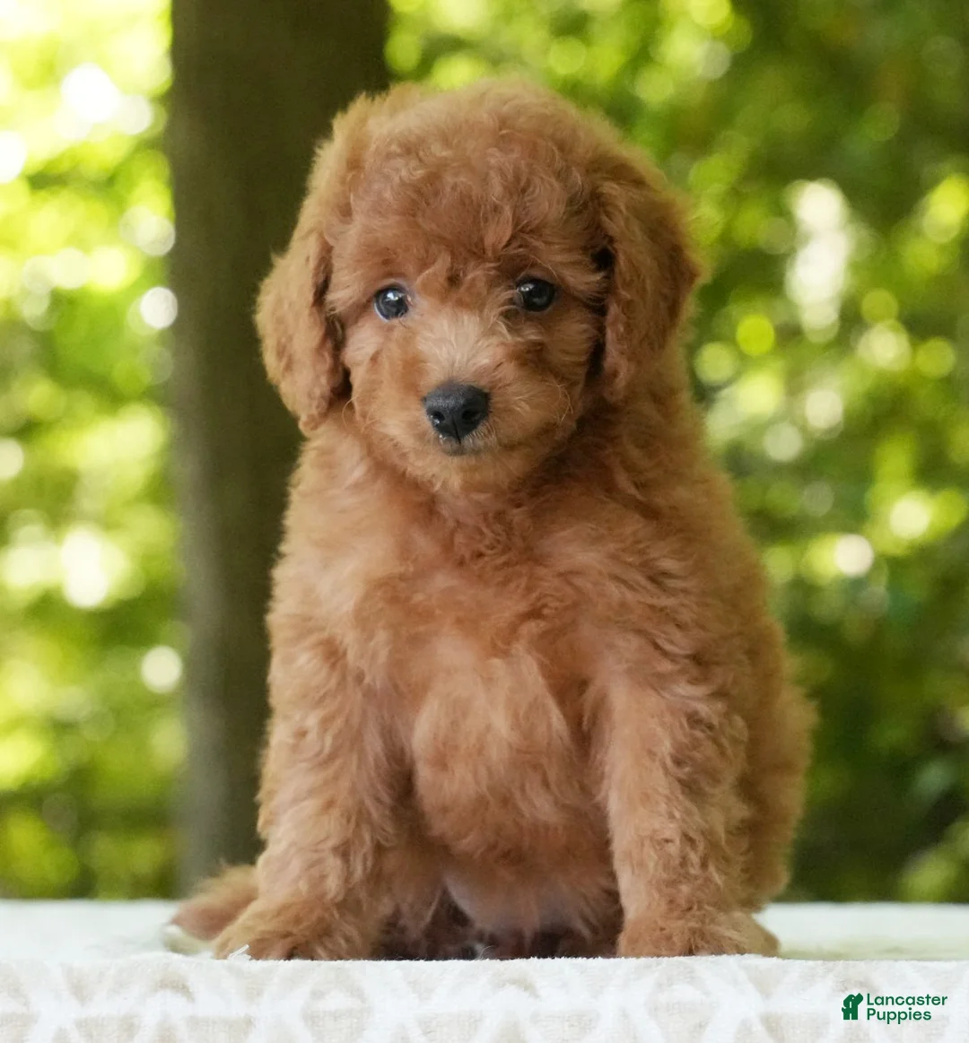 Mini Goldendoodle dogs for sale: Alice - Ad 1